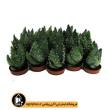 بذر Aloe Acculeata v Crousianus بسته 1000 تایی