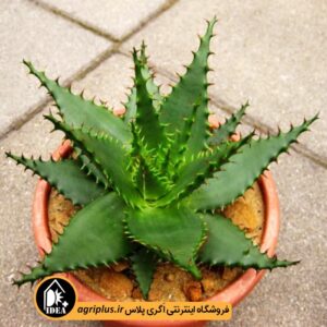 بذر-Aloe-Broomii-بسته-10000-تایی