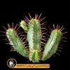 بذر-Euphorbia-Enopla-بسته-10000-تایی