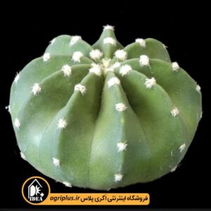 بذر-Echinopsis-Subdenudata-بسته-10000-تایی