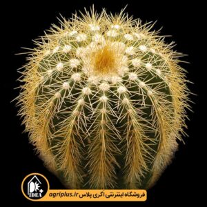 بذر-Eriocactus-Claviceps-بسته-10000-تایی