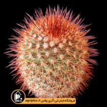 بذر-Mammillaria-Spinosissima-Rubra-بسته-10000-تایی