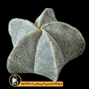 بذر-Astrophytum-Myriostigma-بسته-10000-تایی