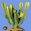 بذر-Euphorbia-Canariensis-بسته-10000-تایی