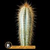 بذر-Pilosocereus-Pachycladus-بسته-10000-تایی