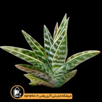 بذر-Aloe-Variegata-بسته-10000-تایی