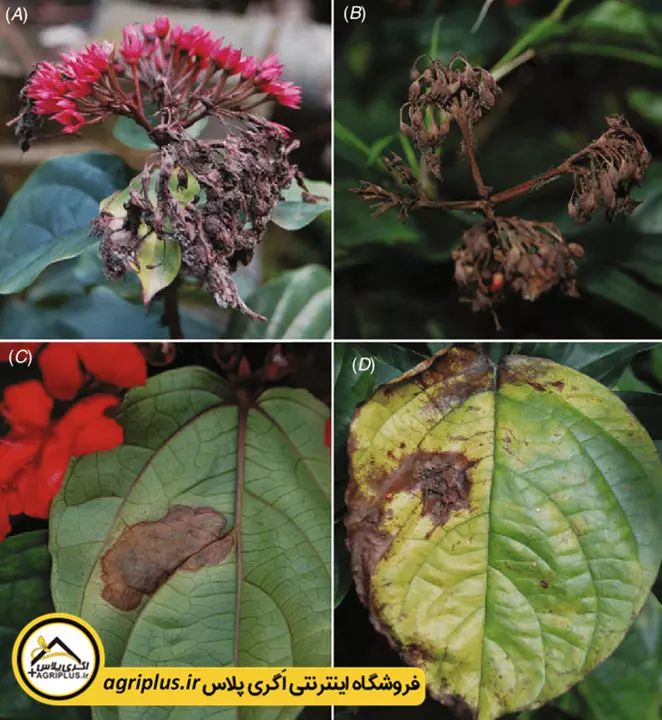 علایم بیماری بوتریتیس در گیاهان زینتی