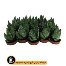 بذر Aloe Acculeata v Crousianus بسته 5000 تایی