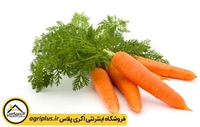 کاشت بذر هویج