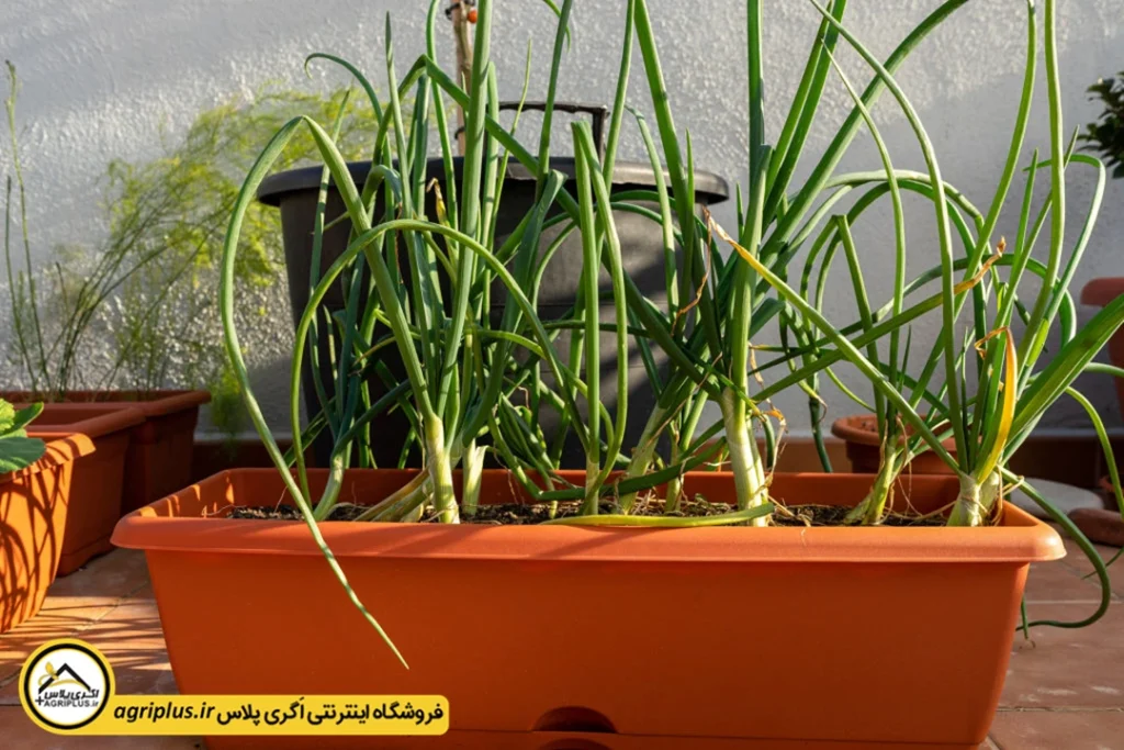 روش کاشت بذر پیازچه در گلدان